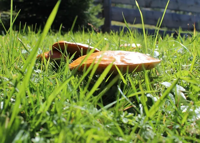 Draugstein - Huette * Grossarl